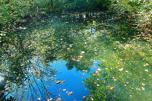 自然背景池塘秋天的下降叶子蓝色的天空反射
