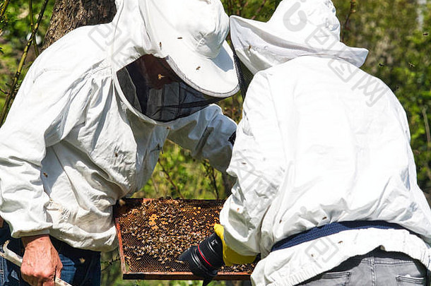 摄影师采取图片视频养蜂人花园蜜蜂飞行养蜂人真实的场景养蜂生活