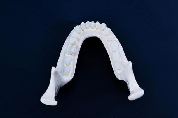 较低的人类下巴牙齿解剖学模型医疗插图孤立的蓝色的背景健康的牙齿牙科护理矫正概念
