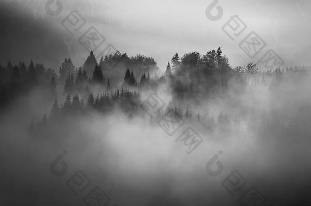 多雾的早....巴伐利亚森林