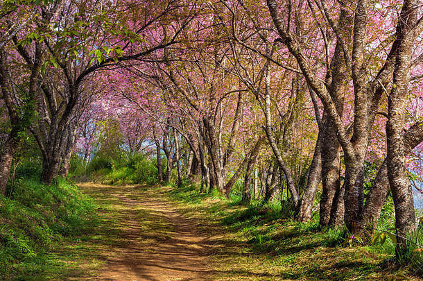 樱桃开花粉红色的樱花泰国色彩斑斓的叶子小径领先的场景