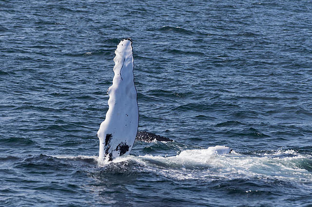 鲸鱼看经验海岸大西洋
