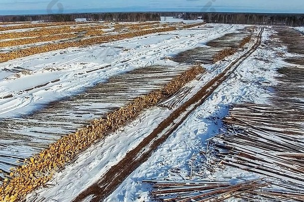 砍伐树谎言开放天空森林砍伐俄罗斯破坏森林西伯利亚收获木