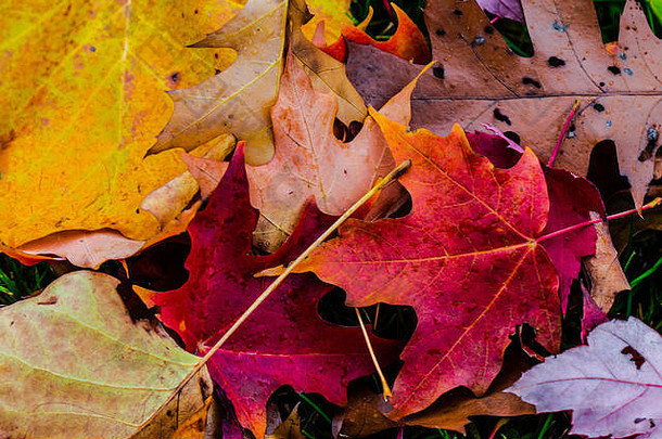 秋天树叶色彩鲜艳的背景