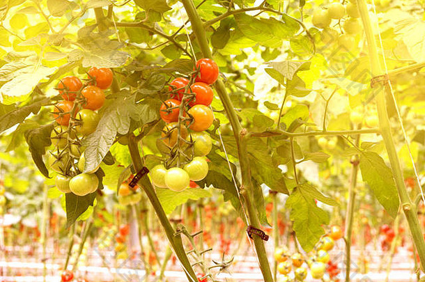行番茄水培<strong>植物</strong>温室红色的西红柿新鲜的树有机好健康红色的绿色西红柿成熟布什