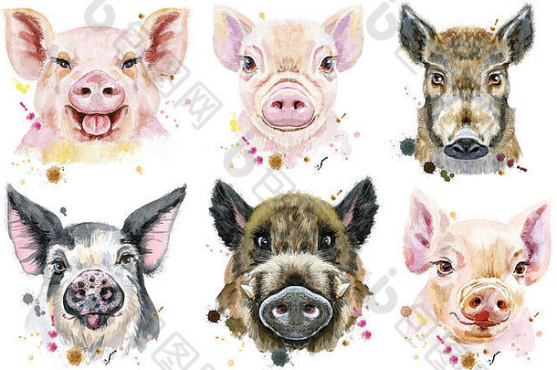 集水彩肖像猪野猪