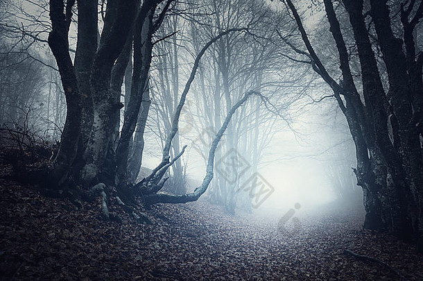 可怕的神秘的森林雾秋天魔法树自然有雾的景观