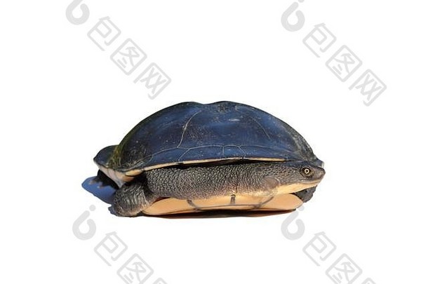 东部长颈乌龟chelodina长颈壳牌孤立的白色背景