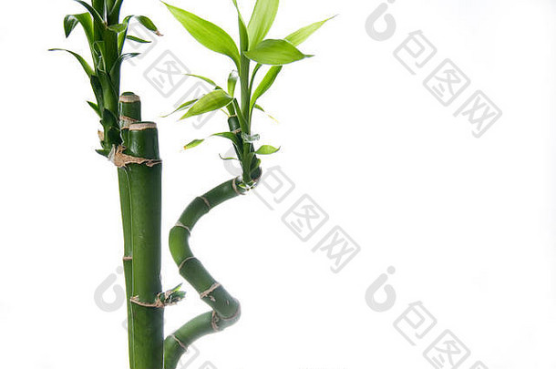 美丽的绿色竹子室内植物孤立的白色