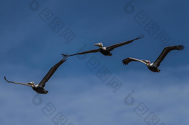 佩利卡诺pelicanos飞天空蓝色关于科罗拉多州声墨西哥迪拜国际资本图片路易斯古铁雷斯诺特照片区Costera成本