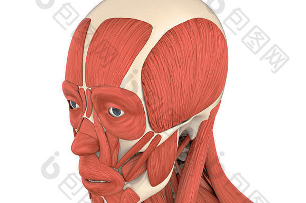 人类面部肌肉解剖学