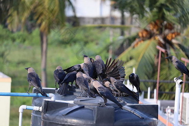 集团黑色的乌鸦自然集团黑色的乌鸦自然