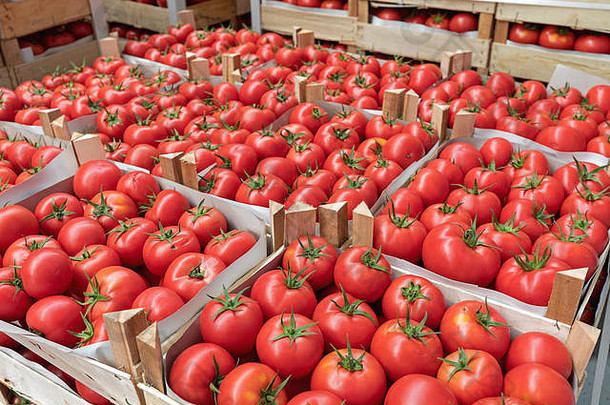 板条箱红色的番茄仓库存储
