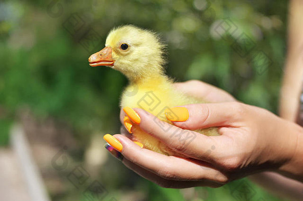 新生儿黄色的小鸭子坐着女手