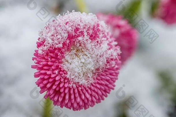 粉红色的英语黛西花覆盖新鲜下降雪