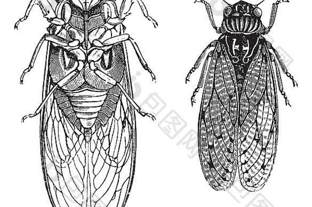 蝉cicadidaetettigarctidae古董雕刻刻插图蝉