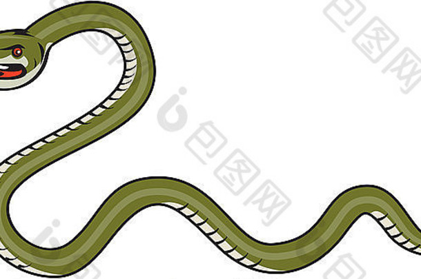插图蛇蛇毒蛇卷取查看一边集孤立的白色背景卡通风格