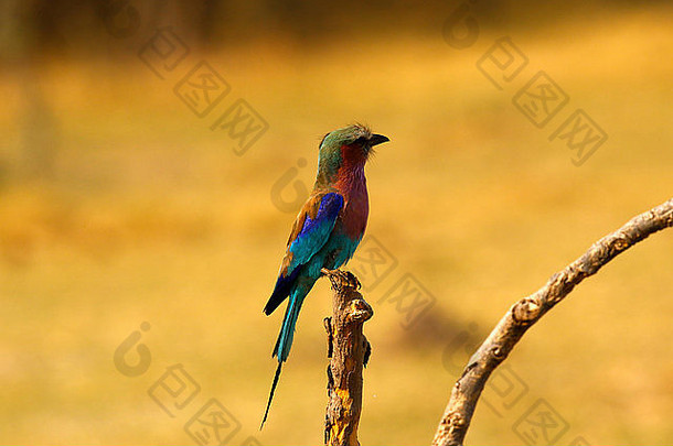 lilac-breasted辊美丽的媒介大小的鸟国家鸟肯尼亚本地的非洲大陆