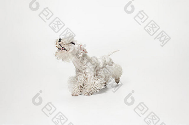培养梗小狗毛茸茸的皮毛可爱的白色狗宠物玩运行孤立的白色背景工作室photoshot负空间插入文本图像