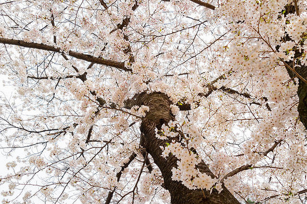 美丽的樱桃树开花锦江公园釜山南韩国