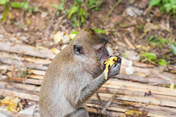 猴子坐在吃<strong>香蕉</strong>