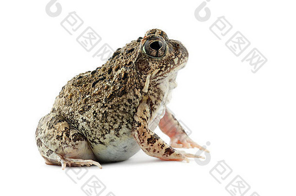南部非洲沙子青蛙托莫普特斯隐翅目白色