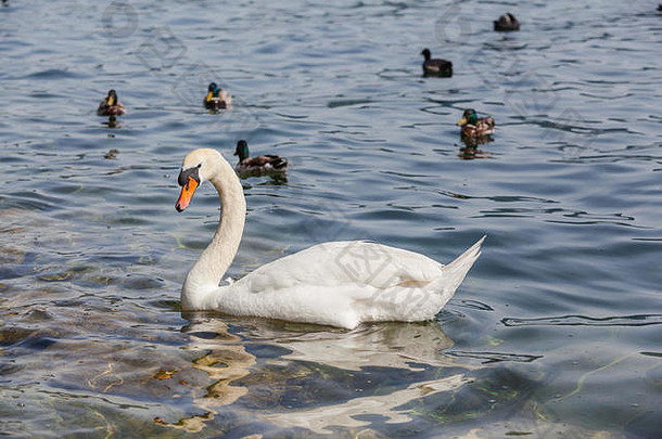 白色天鹅鸭子浮动绿色水湖