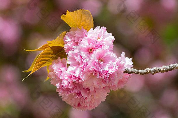 特写镜头美丽的樱花树花樱桃开花
