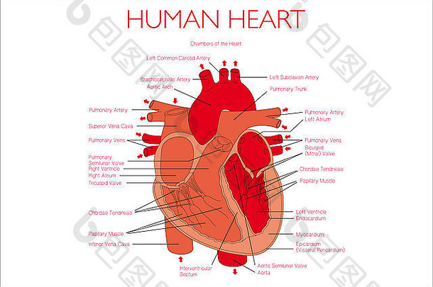 人类心插图描述