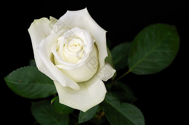 白色玫瑰孤立的黑色的背景