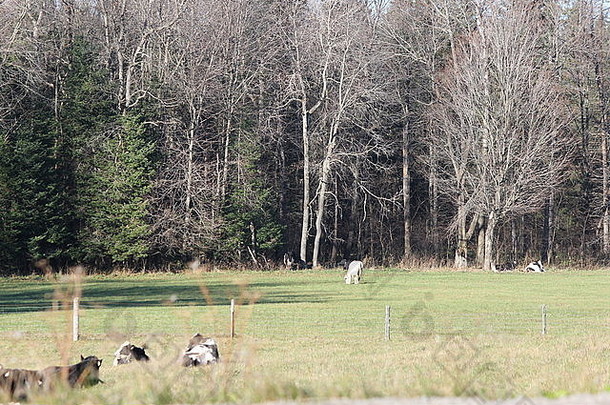 荷斯坦牛放牧牧场早期冬天季节