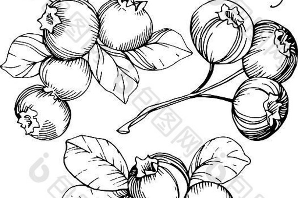 向量蓝莓黑色的白色刻墨水艺术浆果叶子孤立的蓝莓插图元素