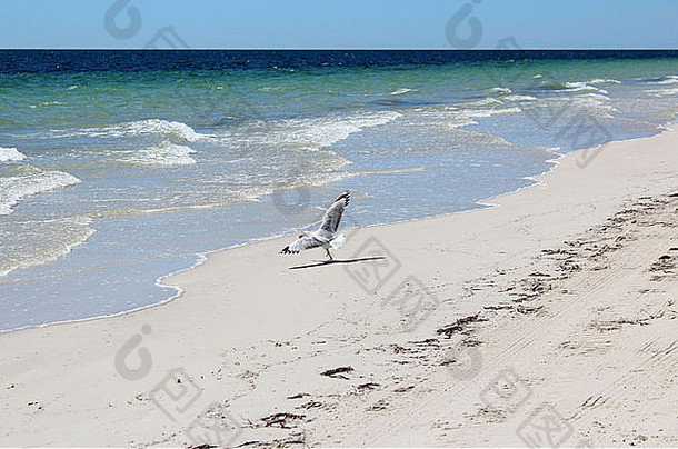 孤独的白色海鸥土地废弃的桑迪海岸福勒斯特海滩busselton西方澳大利亚早期下午