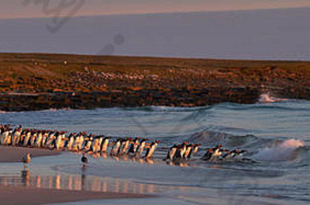 大数量Gentoo企鹅Pygoscelis巴布亚举行回来海豹密封拍摄狩猎离岸黯淡岛