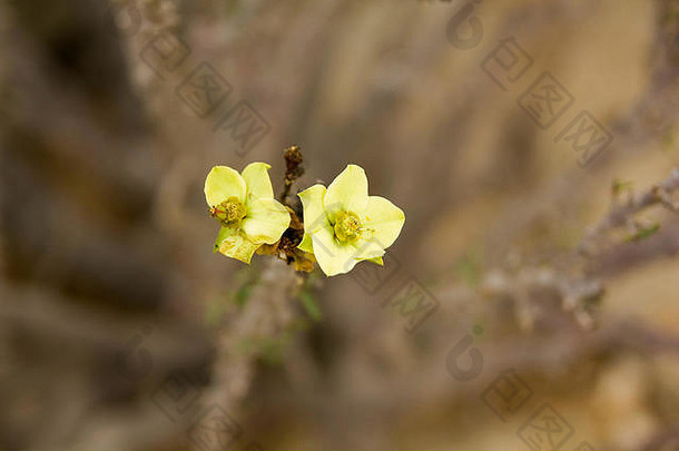 花中间阿塔卡马沙漠北部区智利