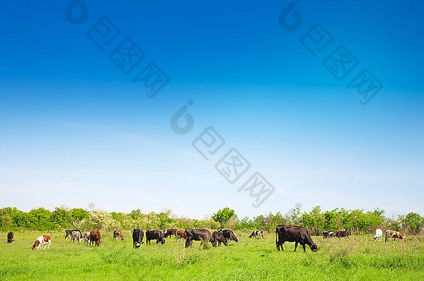 群牛放牧草地夏天阳光明媚的一天