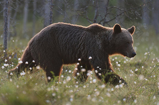 棕色（的）熊熊属arctos路堤日落棕色（的）熊沼泽棕色（的）熊书