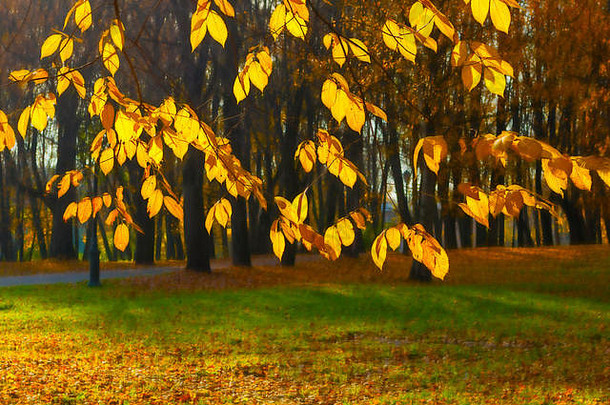 秋天背景泛黄树分支机构金树叶背景城市公园小巷阳光明媚的晚上风景如画的公园秋天场景