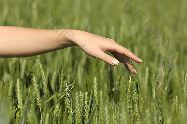 关闭女人手触碰温柔的小麦绿色场夏季