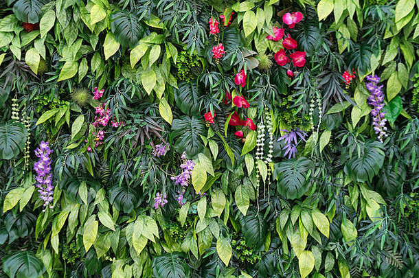 热带叶子花背景自然背景垂直花园热带绿色叶