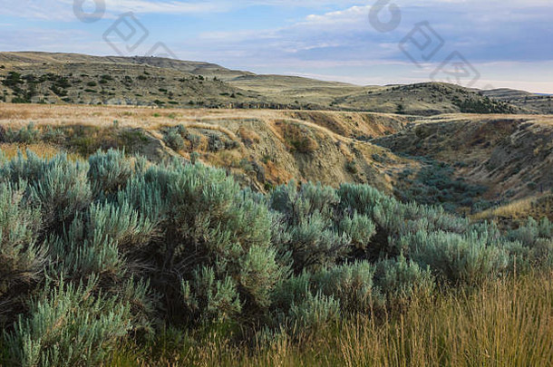 崎岖的景观布什土地起伏不定草原比林斯黎明蒙大拿美国