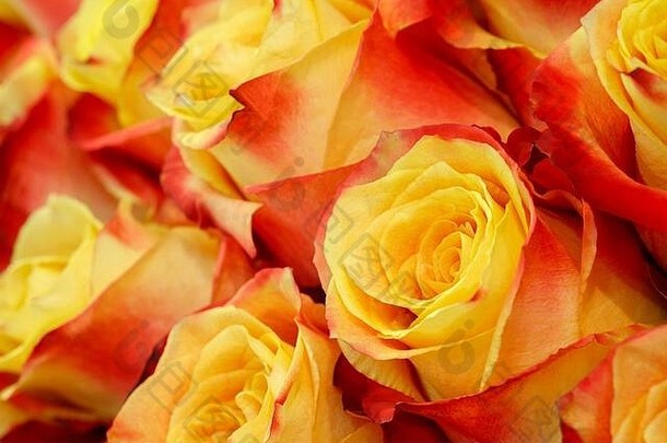 自然红色的黄色的玫瑰背景