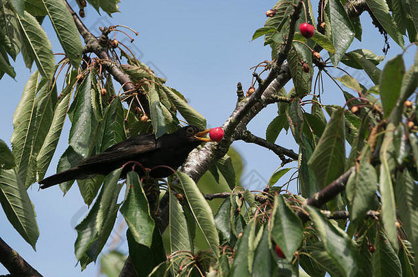 黑色的鸟樱桃树