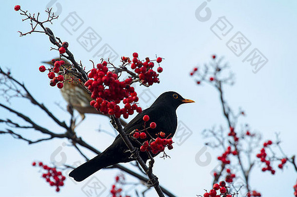 黑鸟栖息分支红色的浆果