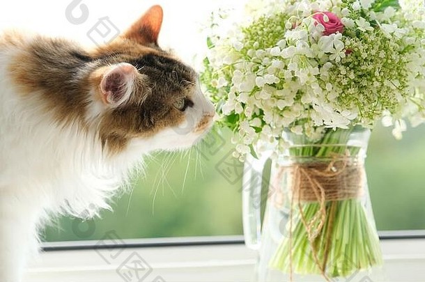 成人三原色国内猫坐着窗台上花束春天花花瓶宠物闻花春天