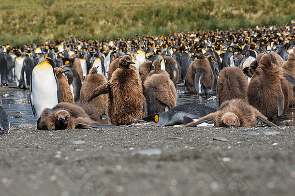 王企鹅Aptenodytes巴塔哥尼库斯殖民地青少年黄金港口南乔治亚州南极洲