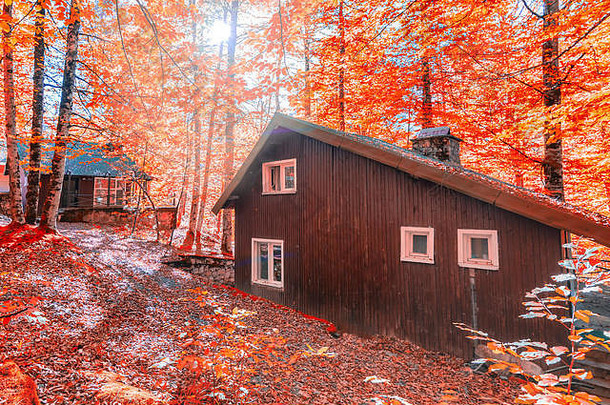 木森林房子小屋包围橙色红色的叶子树秋天季节概念