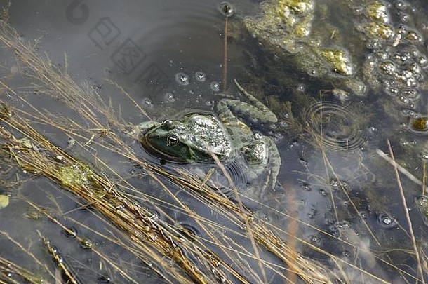 水水生植物偷看青蛙