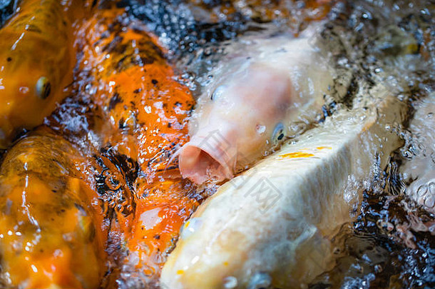 鱼喂养氧气混乱色彩斑斓的脸的身体