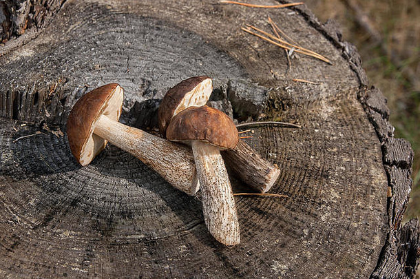 收获秋天令人惊异的可食用的蘑菇棕色（的）帽牛肝菌属牛肝菌属badius作文集团可食用的蘑菇棕色（的）帽牛肝菌